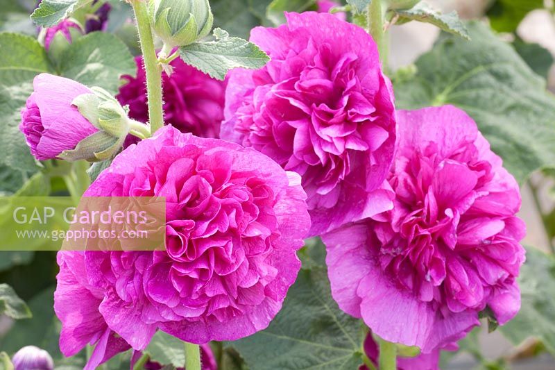 Portrait of Hollyhock, Alcea rosea Chater's Violet 