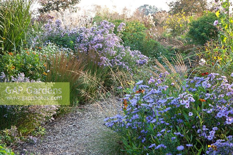 Asters and grasses, Miscanthus sinensis, Molinia, Aster vivimeus Lovely 