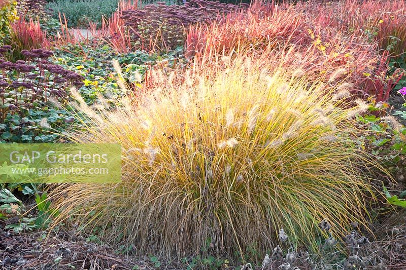Portrait of fountain grass and blood grass, Pennisetum alopecuroides Hameln, Imperata cylindrica Red Baron 