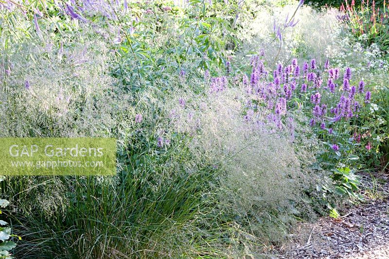 Purple yarrow and hair grass, Stachys grandiflora Superba, Deschampsia cespitosa 
