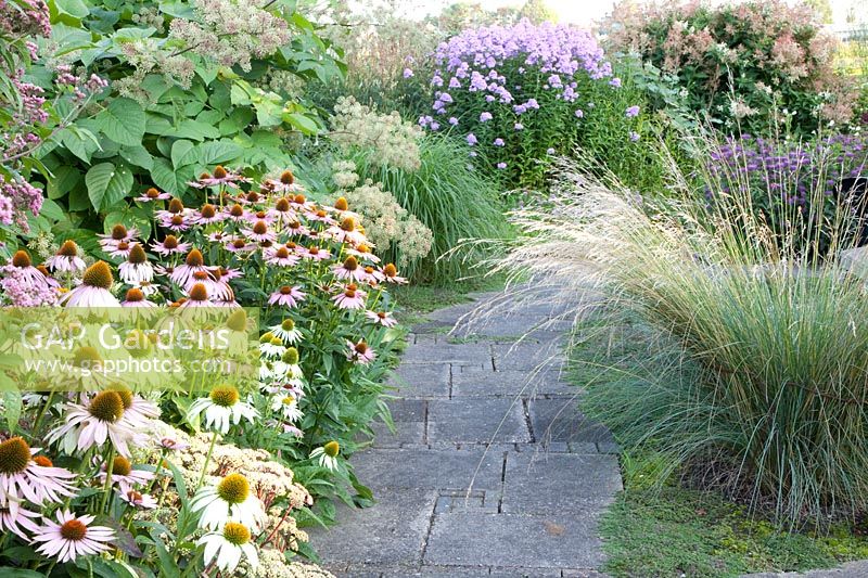 Path and bed with coneflower, Echinacea purpurea, Echinacea purpurea Green Edge, Aralia californica, Poa labillardieri, Phlox paniculata Hesperis 