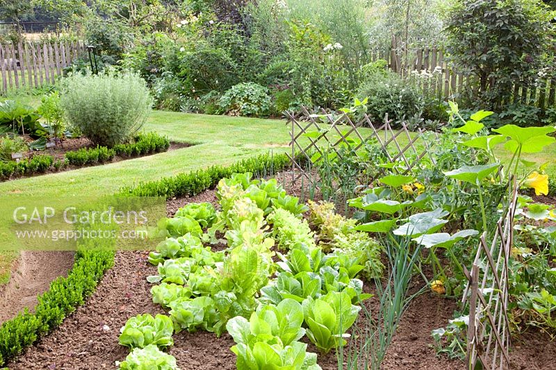 Vegetable garden, Lactuca sativa, Cucurbita pepo 