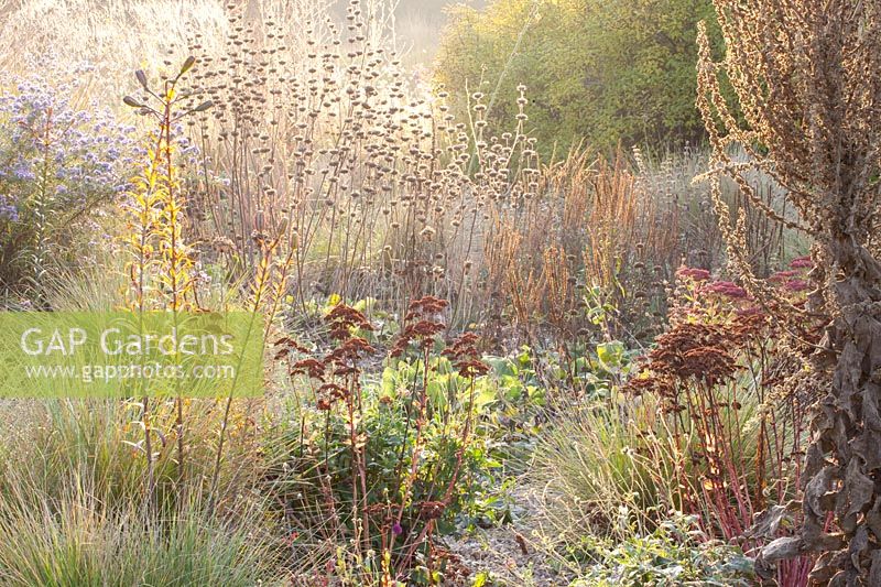 Steppe area in autumn, Sedum Herbstfreude, Aster sedifolius, Festuca mairei, Phlomis russeliana, Verbascum densiflorum, Salvia 