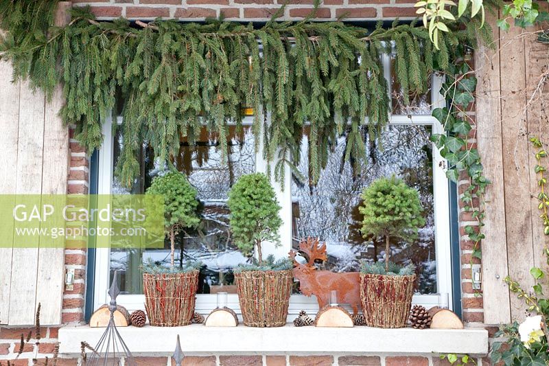 Window decorated with spruce trees in winter, Picea 