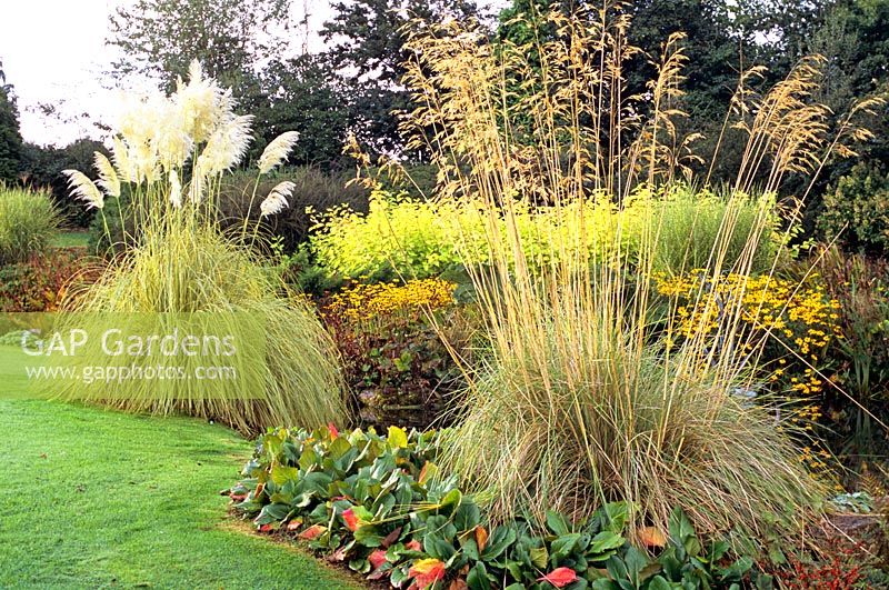 Grasses in a large garden 