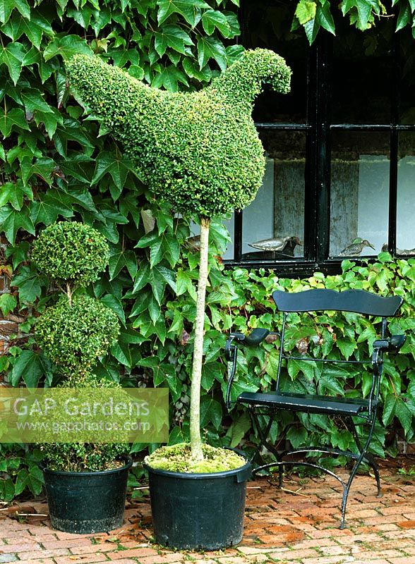 Topiary in pots 