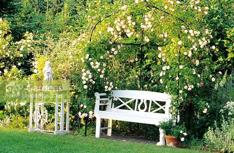 Arbor with climbing rose 