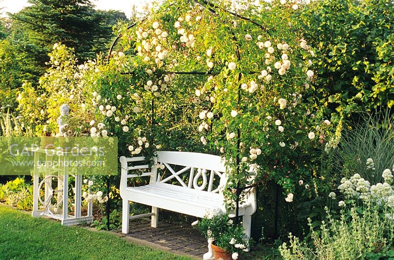 Arbor with climbing rose 