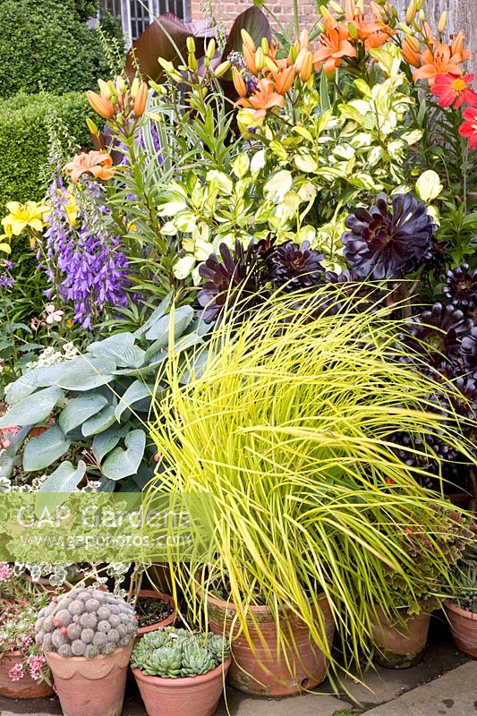 Pot garden with grass 