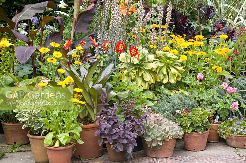 Pot garden with perennials and annuals 