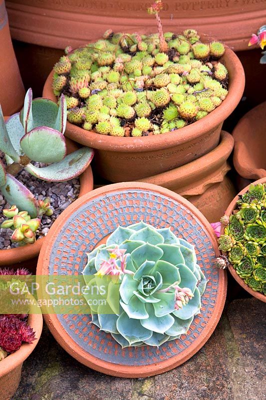Succulents in small pots 
