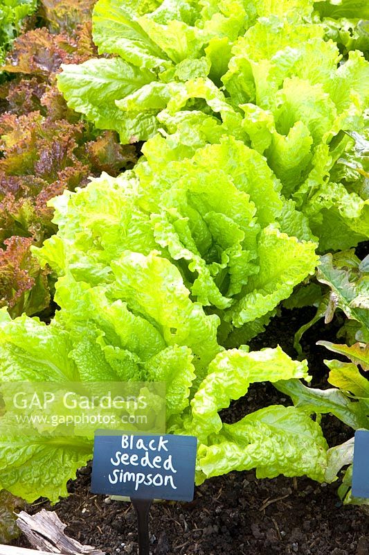 Black Seeded Simpson Salad 