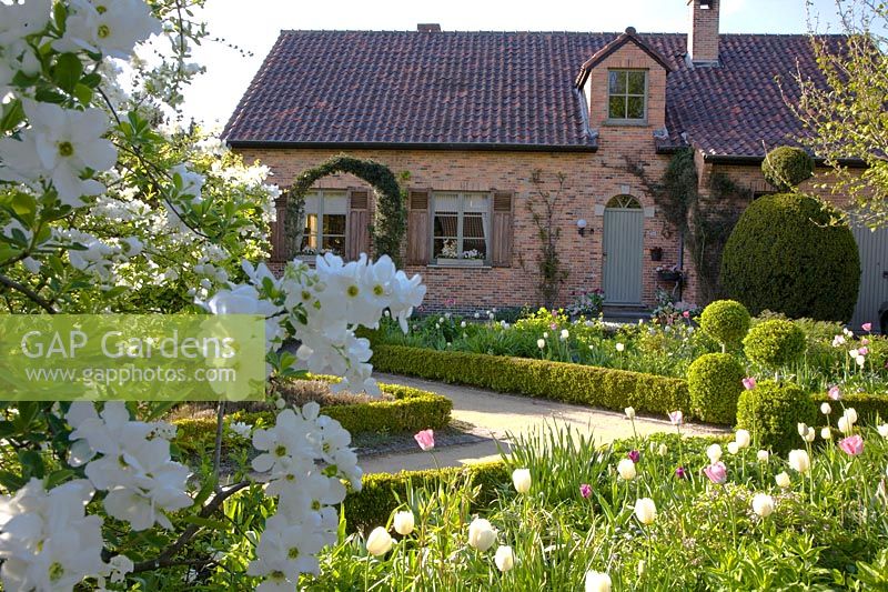 Front garden with tulips and spirea, Tulipa Inzell, Tulipa Mata Hari, Exochorda The Bride 