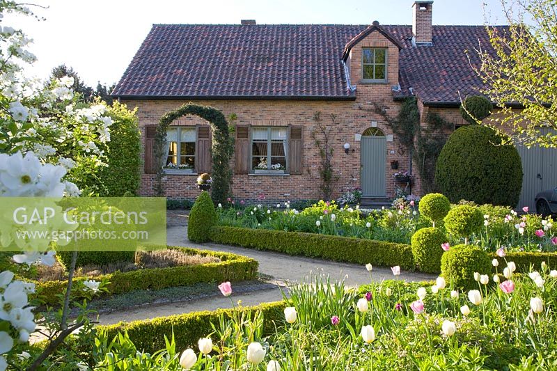 Front garden with tulips, Tulipa Inzell, Tulipa Mata Hari 