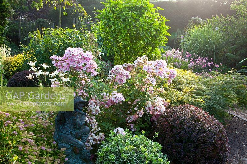 Combination of roses and shrubs, pink 