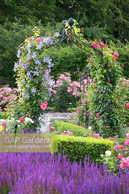 Rose arch with clematis 
