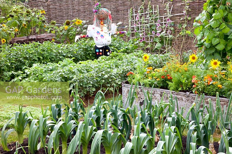 Vegetable garden with potatoes and scarecrow, Solanum tuberosum, Allium porrum 