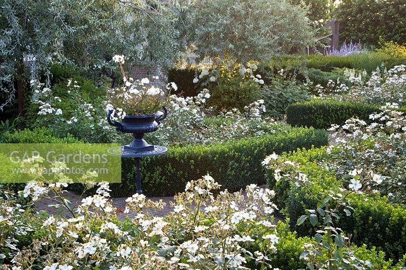 Rose garden with Rose White Fleurette 