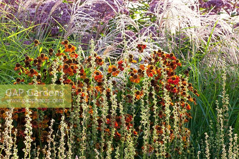 Perennials, grasses and seed heads 