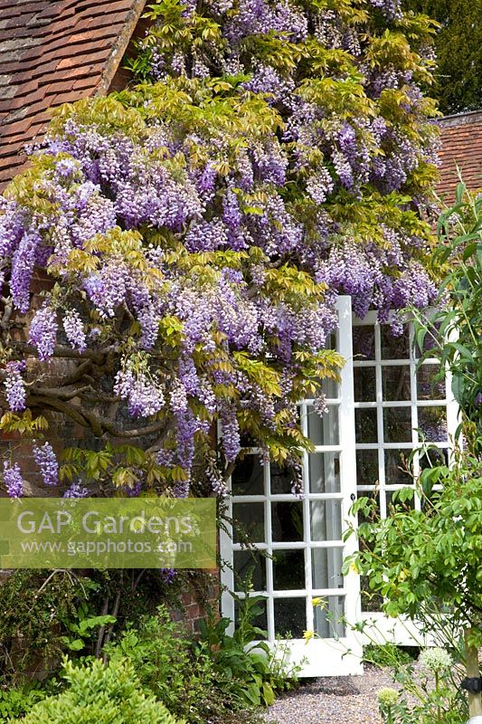 Wisteria on the house 