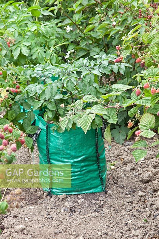 Potatoes planted in a sack, grow bag 