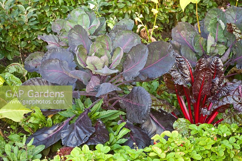 Red-leafed Brussels sprouts and chard,Beta vugaris Rhubarb Chard,Brassica oleracea Falstaff 