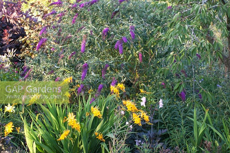 Butterfly bush and Montbretia, Buddleja davidii Nanho Purple, Crocosmia Rowallane Yellow 