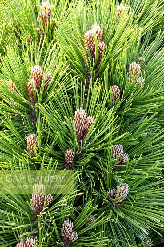 Portrait of dwarf pine, Pinus mugo 