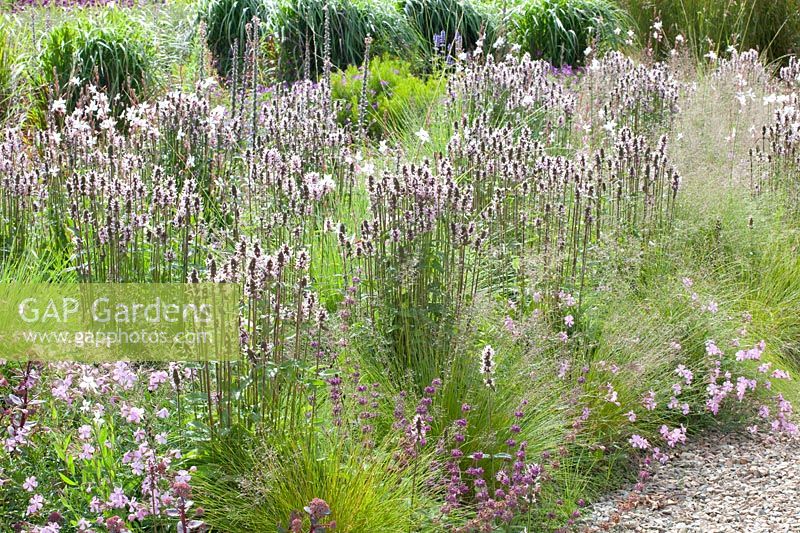 Bed with perennials and grasses, Stachys officinalis Rosea, Gaura lindheimeri, Festuca mairei, Sporobolus heterolepis, Saponaria Max Frei 