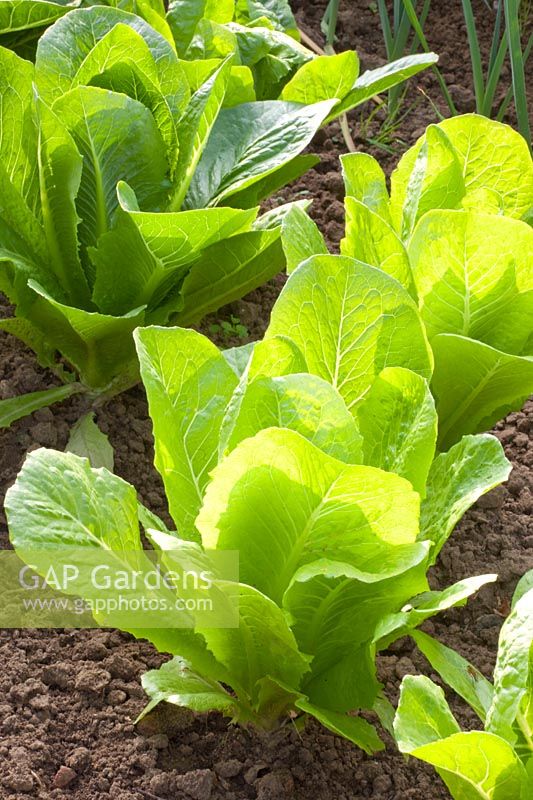 Portrait of Romaine lettuce, Lactuca sativa 