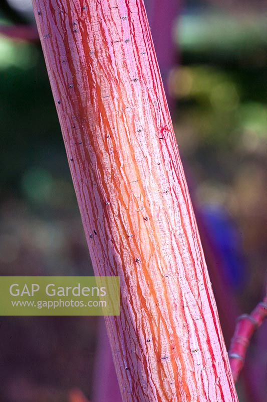 Portrait maple bark, Acer conspicuum Phoenix 
