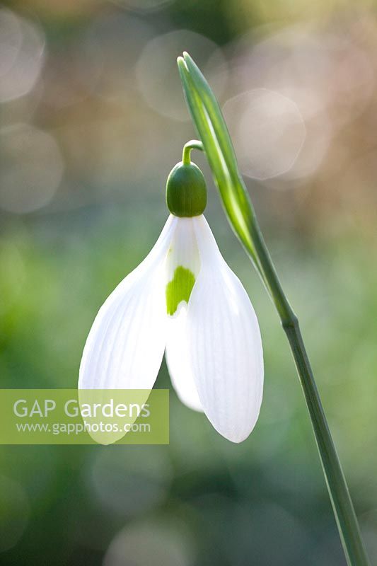 Portrait Snowdrop, Galanthus plicatus Gerard Parker 