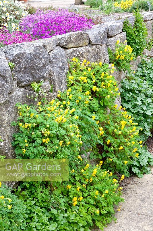 Wall in the rock garden, Corydalis lutea 