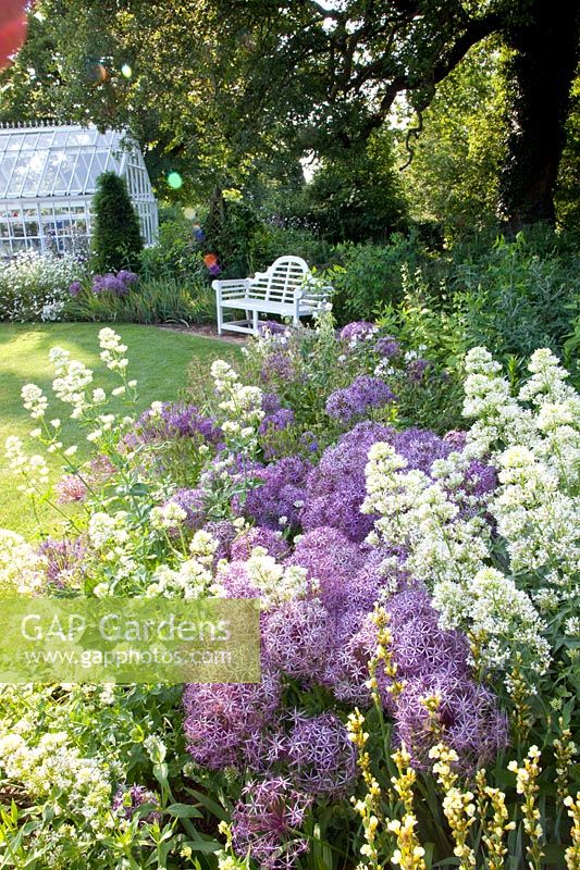 Bed with ornamental onion and larkspur, Centranthus ruber Albus, Allium christophii 