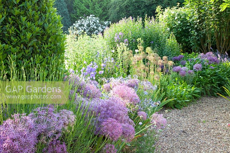 Bed with ornamental onions and bellflowers, Allium christophii, Campanula persicifolia 