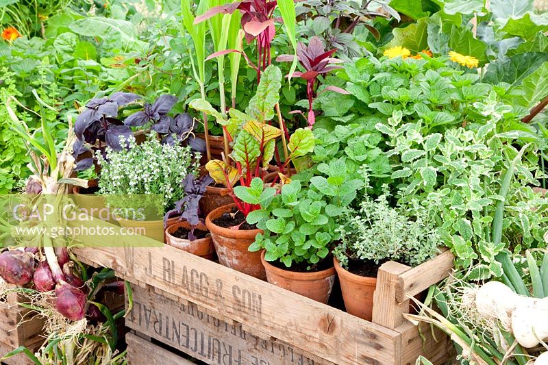 Herbs and chard in pots, Ocimum basilicum, Thymus, Mentha, Beta vulgaris, Allium cepa 