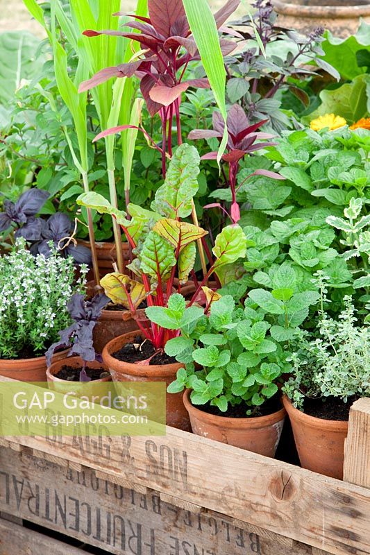 Herbs and chard in pot, Ocimum basilicum, Thymus, Mentha, Beta vulgaris 