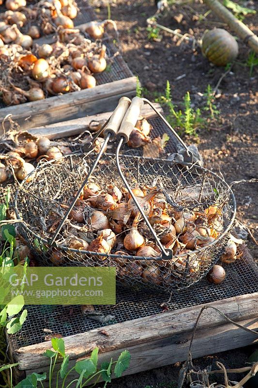 Onions for drying, Allium cepa 
