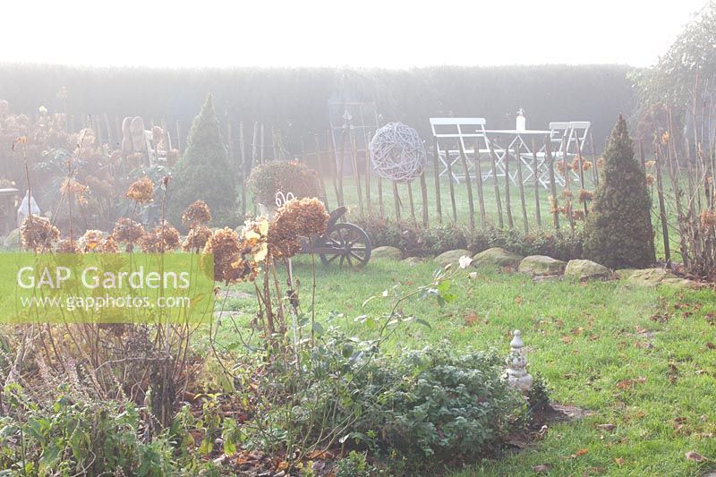 Garden in the Mist, Hydrangea arborescens Annabelle 