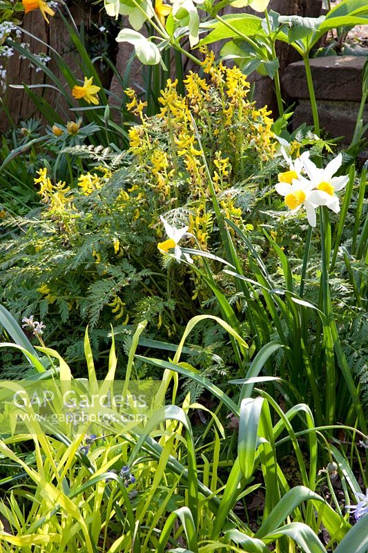 Bed with larkspur, daffodils, Lenten roses and millet grass, Corydalis cheilanthifolia, Narcissus Jack Snipe, Helleborus orientalis, Millium effusum 