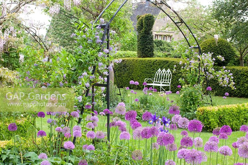 Seating area in the garden with climbing plants and ornamental onions, Solanum crispum Glasnevin, Allium giganteum, Allium Purple Sensation 