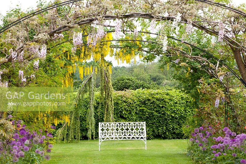 Seating area in the garden with climbing plants and ornamental onions, Wisteria sinensis, Laburnum, Allium giganteum, Allium Purple Sensation 