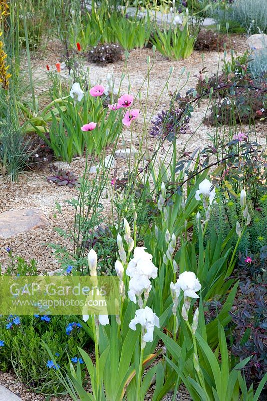 Gravel garden, Papaver dubium subsp. lecoqii var. albiflorum,Iris barbata 