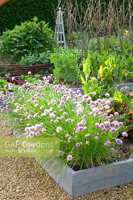 Vegetable garden with Allium schoenoprasum, Beta vulgaris, Pisum sativum Carouby de Maussane 
