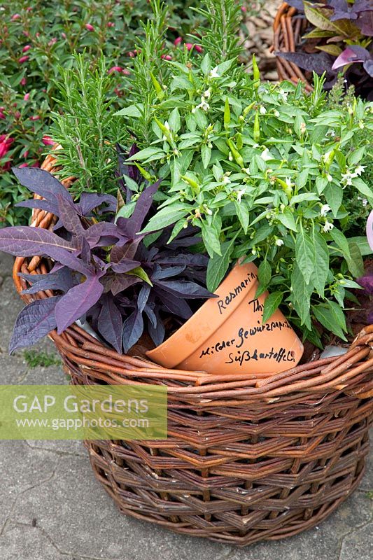 Herbs and vegetables in a basket, Ipomea batatas, Capsicum annuum, Rosmarinus 