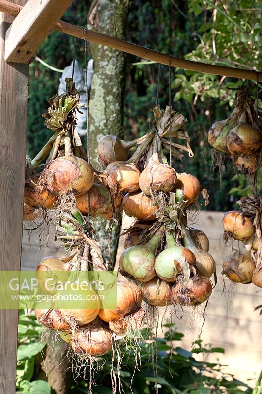 Onions hung to dry, Allium cepa 