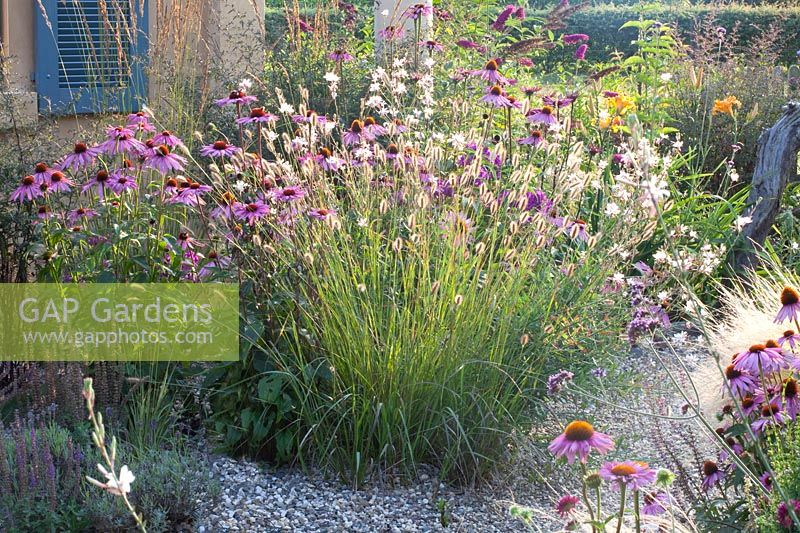 Bed with Echinacea purpurea, Gaura lindheimeri Whirling Butterflies, Pennisetum Red Buttons 