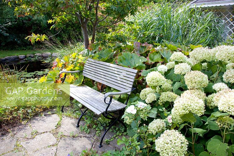 Bench and hydrangeas, Hydrangea arborescens Annabelle, Darmera peltata 