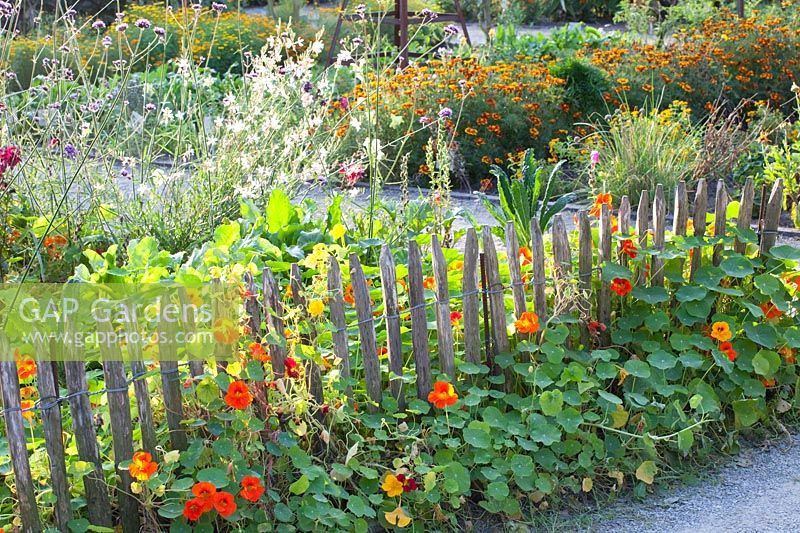 Cottage garden with nasturtiums, marigolds and primroses, Tropaeolum majus, Tagetes, Gaura lindheimeri 