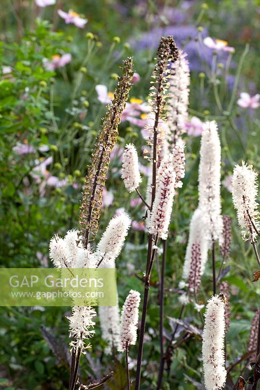 Seed head and flowers of the black cohosh, Cimicifuga simplex Brunette 